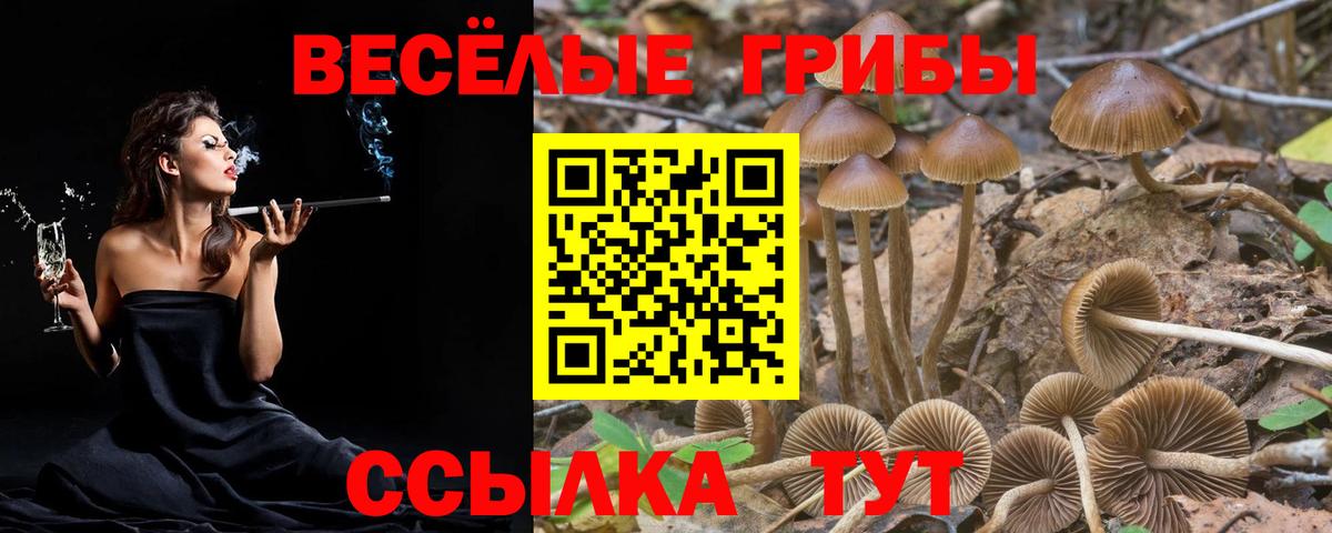 Аксай  Псилоцибиновые грибы прущие грибы  Вход с VPN  Галлюциногенные грибы Psilocybine cubensis 